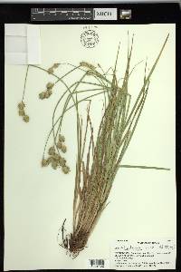 Carex tetrastachya image