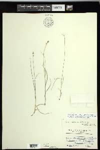 Carex texensis image