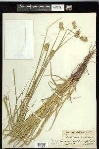 Carex tetrastachya image