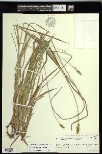 Carex triangularis image