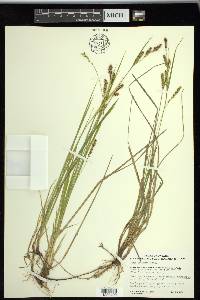 Carex tetanica image