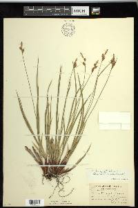 Carex torreyi image