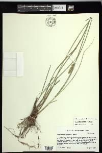 Carex triangularis image