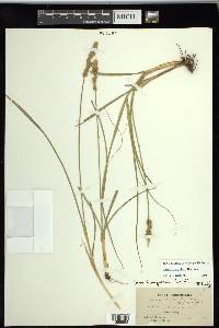 Carex triangularis image