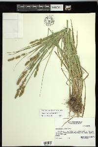 Carex triangularis image