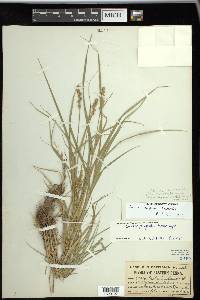 Carex tribuloides var. tribuloides image