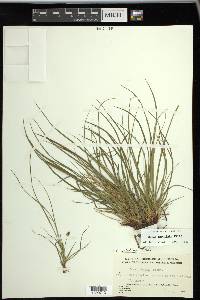 Carex umbellata image