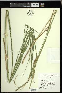 Carex trichocarpa image