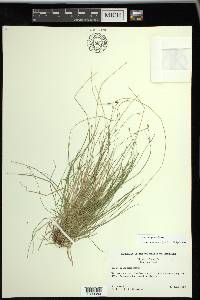 Carex trisperma image