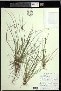 Carex umbellata image