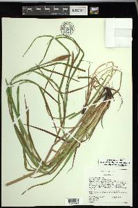 Carex typhina image