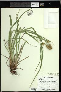 Carex typhina image