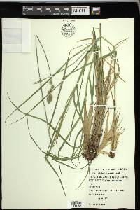 Carex tribuloides var. tribuloides image