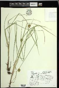 Carex unilateralis image