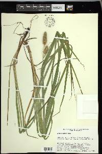 Carex typhina image