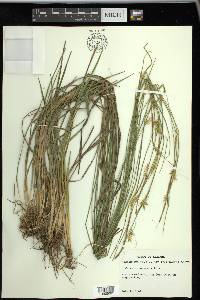 Carex turgescens image