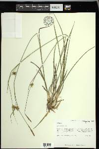 Carex turgescens image