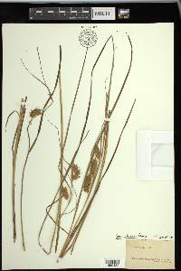 Carex tuckermanii image