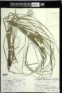 Carex tuckermanii image