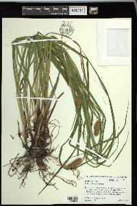 Carex typhina image