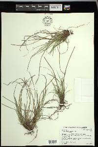 Carex umbellata image