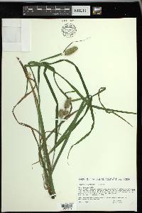 Carex typhina image