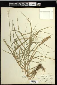 Carex cristatella image