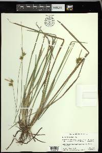 Carex turgescens image