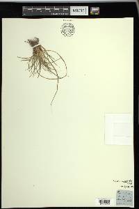 Carex umbellata image