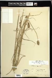 Carex tribuloides var. tribuloides image