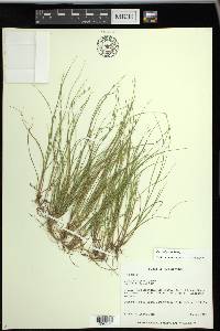 Carex trisperma image