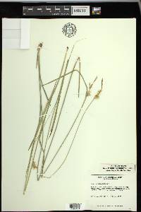 Carex turgescens image