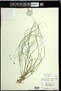 Carex trisperma image