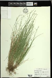 Carex trisperma image