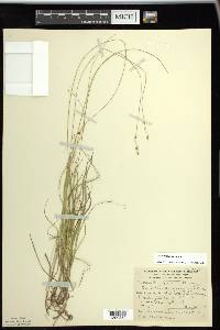 Carex trisperma image