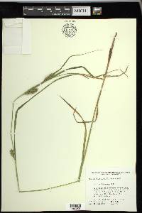 Carex trichocarpa image