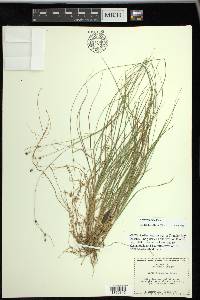 Carex trisperma image