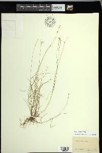 Carex trisperma image