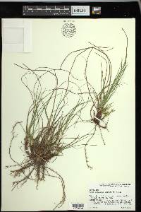 Carex umbellata image