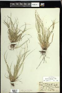 Carex umbellata image