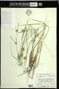 Carex turgescens image