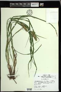 Carex typhina image