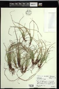 Carex umbellata image