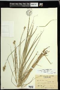 Carex tribuloides var. tribuloides image