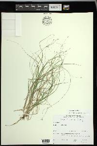 Carex trisperma image