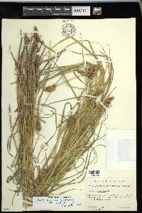 Carex tribuloides var. tribuloides image