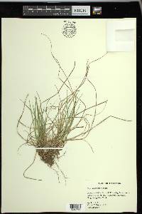 Carex umbellata image