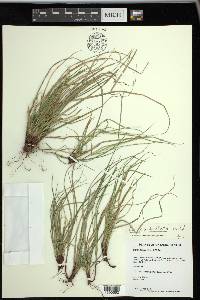 Carex umbellata image