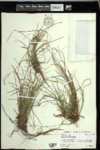 Carex umbellata image