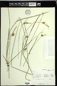 Carex turgescens image